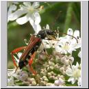 Stenopterus rufus - Spitzdeckenbock 02.jpg